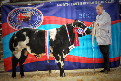 North East British Blue Calf Show 2026